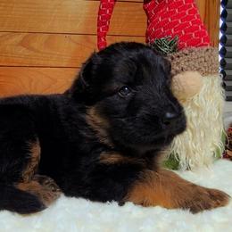 Brown Collar - Male - Black and red male German Shepherd puppy in Charlotte, North Carolina from Zuflucht K9s