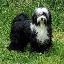 Tucker - Tibetan Terrier