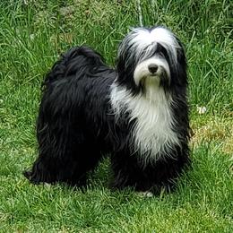 Tucker - Tibetan Terrier