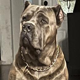 Cane Corso All Grown Up from Majestic Pride Cane Corso LLC