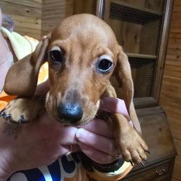 Josey's red girl - Red female Dachshund puppy in Wheatfield, Indiana from Wines Wienery