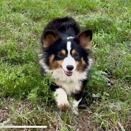 Ebony - Pembroke Welsh Corgi
