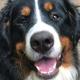 Bernese Mountain Dogs from Rossingham Berners