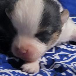 Navy blue bandana boy - Black and tan male Pembroke Welsh Corgi puppy in Cherokee, Oklahoma from MCS Farms-OK