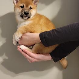 Shiba Inu Puppies from Veronika's Shiba Inus