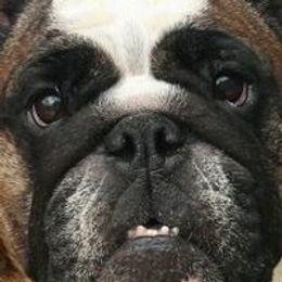 English Bulldog All Grown Up from Michaeline Jablonski