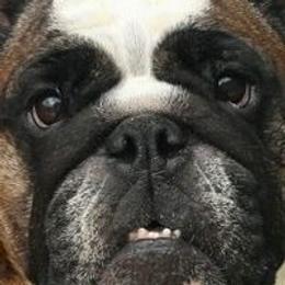English Bulldog All Grown Up from Michaeline Jablonski