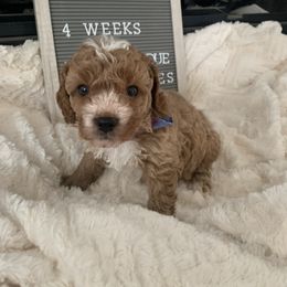 Cavapoo, Cockapoo, Goldendoodle, and Maltipoo Puppies from Perdue Puppies