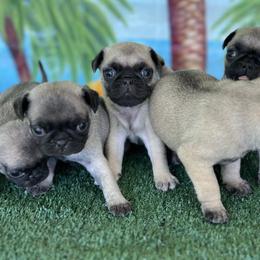 Aussiedoodles, Cavapoos, Goldendoodles, and Pugs from Ozark Mountain Doodles & Pugs