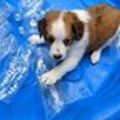 Loki - Nederlandse Kooikerhondje puppy in Tampa, Florida from Lenders Land