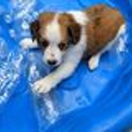 Loki - Nederlandse Kooikerhondje puppy in Tampa, Florida from Lenders Land