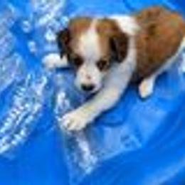 Loki - Nederlandse Kooikerhondje puppy in Tampa, Florida from Lenders Land
