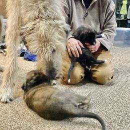 Irish Wolfhound Puppies from Serendipity Sighthounds