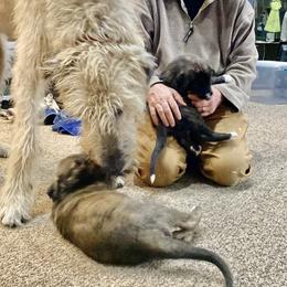 Irish Wolfhound Puppies from Serendipity Sighthounds