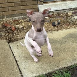 Fanta - White and chocolate female American Hairless Terrier puppy in Buckingham, Illinois from Gaus Hof