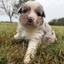 Sweet Girl 2-Blue Merle - Blue merle female Australian Shepherd puppy in Mayfield, Kentucky from Hamilton Farms