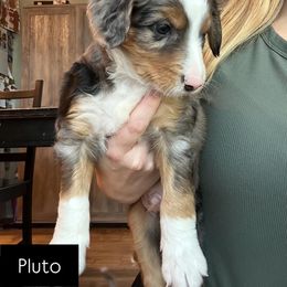 Pluto - Blue merle male Aussiedoodle puppy in Rexburg, Idaho from Madeline Wendt