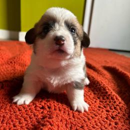 Kaya - Red female Pembroke Welsh Corgi puppy in Birmingham, Alabama from Delaney’s Corgis