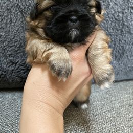 "Peekatzus " Pekingese Puppies from Wild Flower Pekingese