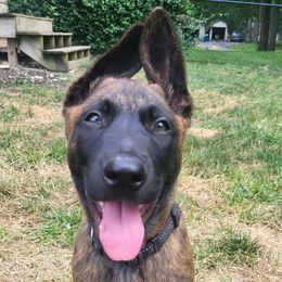 Crew - Green - Gold brindle male Dutch Shepherd puppy in Carmel, Indiana from Legacy Dutch Shepherds