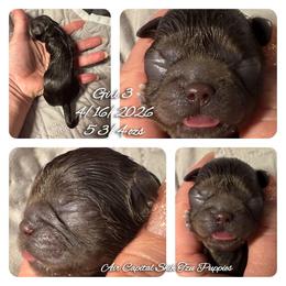 Annika - Chocolate female Shih Tzu puppy in Maize, Kansas from Air Capital Shih Tzu Puppies