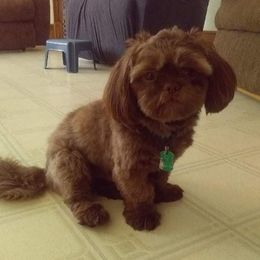 Baxter - Shih Tzu
