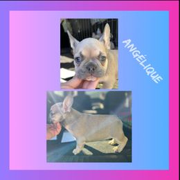 Angelique - French Bulldog