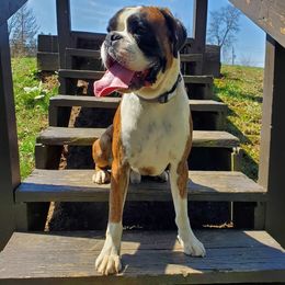 Floki - Boxer