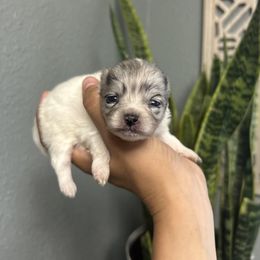 Pomeranian Puppies from Vargas Boyz Kennel