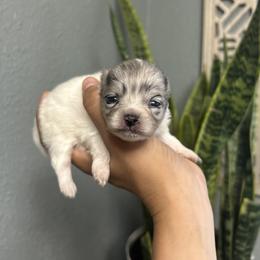 Pomeranian Puppies from Vargas Boyz Kennel