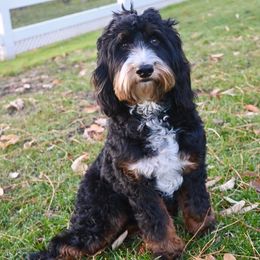 Jude - Bernedoodle