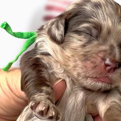 Girl 4 - Merle Whoodle puppy in Knoxville, Tennessee from Fleury Farm Doodles TN