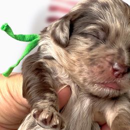 Girl 4 - Merle Whoodle puppy in Knoxville, Tennessee from Fleury Farm Doodles TN
