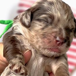 Girl 4 - Merle Whoodle puppy in Knoxville, Tennessee from Fleury Farm Doodles TN