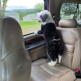 Sheepadoodle Puppies from My Sheepadoodle