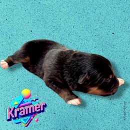 KRAMER - Black Tri Male - Black tri-color male Australian Shepherd puppy in Gainesville, Texas from Lady Luck Aussies