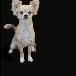 Daisy - Chihuahua