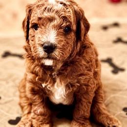 Clyde - Red  male Goldendoodle puppy in Great Falls, Montana from AnneLuna Goldendoodles