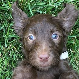 Assorted Doodle Crosses, Australian Labradoodle, Goldendoodle, and Newfoundland Puppies from Twin Sisters Doodles
