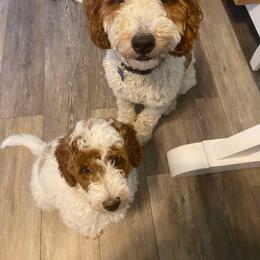 Goldendoodle All Grown Up from Goldendoodle AZ