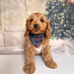 Kirby - Red male Cavapoo puppy in Pocasset, Massachusetts from Mini Goldendoodles of Cape Cod