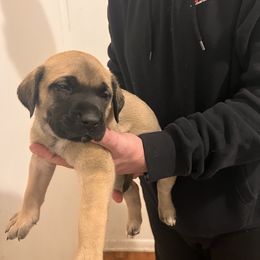 Mastiff Puppies from FrontlineK9 Boarding & Training LLC