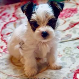 AdiSon - Parti male Yorkshire Terrier puppy in Prosper, Texas from DaintyDawlz