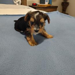 Yorkshire Terrier Puppies from Yorkie Tales
