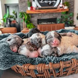 Bernedoodle, Cavapoo, Cavapoochon, Goldendoodle, and Yorkipoo Puppies from Anchor Dogs