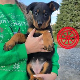 Red - Black and rust female Beauceron puppy in Batavia, New York from Oakland Beaucerons