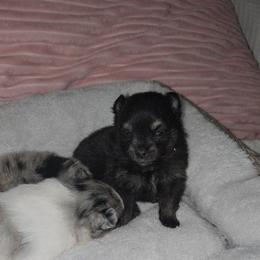 Vann - Black male Pomeranian puppy in Angleton, Texas from Pomeranian Palace, LLC