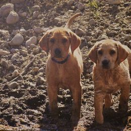 Labrador Retriever Puppies from Cheri Lewitzke