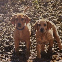 Labrador Retriever Puppies from Cheri Lewitzke