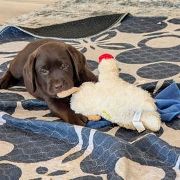 Tessa - Chocolate female Labrador Retriever puppy in Surprise, Arizona from Wizedogs Labradors